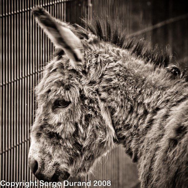 photo animal gros plan ane