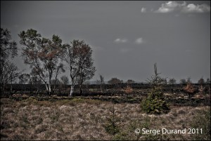 arbres brulés Fagnes bouleau et sapin délavéswebF