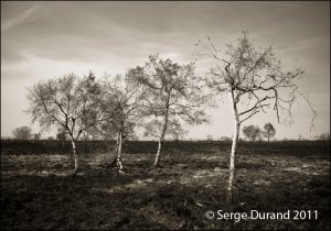arbres brulés Fagnes bouleau n&bwebF