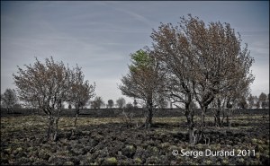 arbres brulés Fagnes couleur délavées contraste-2 webF Arbres brulés