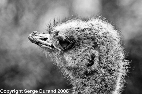 autruche gros plan 250mm f-9 1-30sec ISO-200_