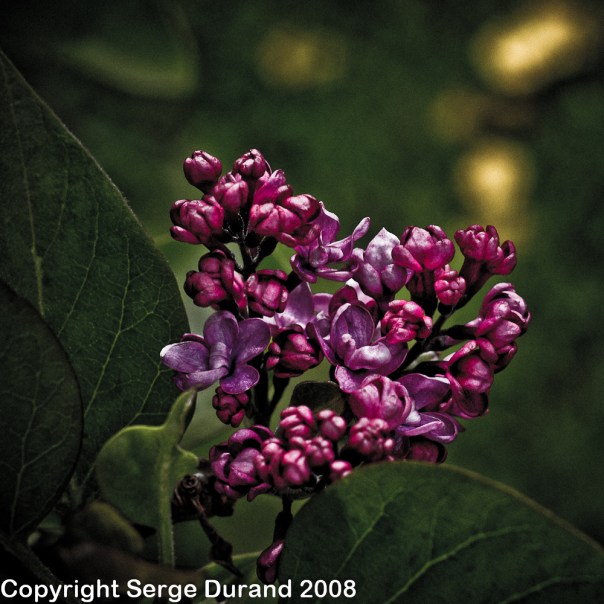 lilas liac with Canon EF 50 mm