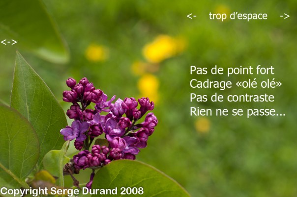 photo lila originale avec commentaires