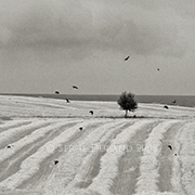 arbre et corbeaux 180 arbre corbeaux champs