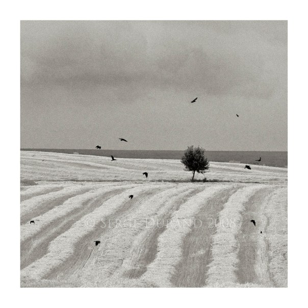 arbre champs corbeaux field tree